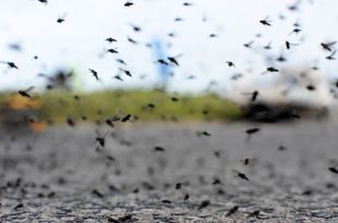 Dengue en Mar del Plata: sin casos autóctonos, muestreos y protocolos