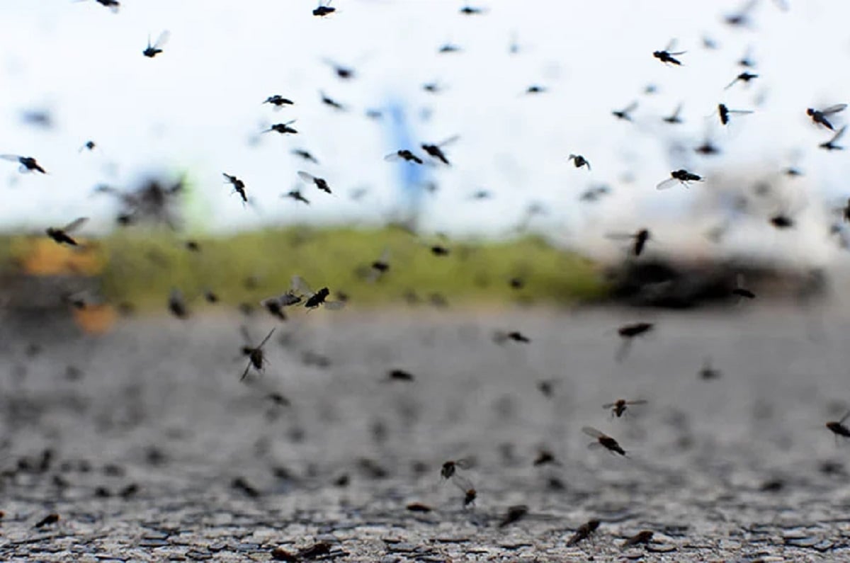 Aumento de mosquitos: acuerdan pautas de prevención y acción