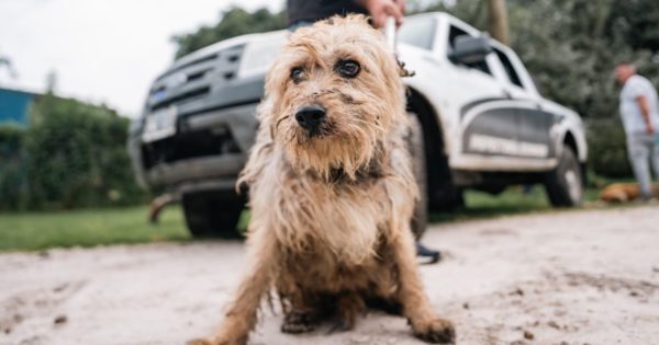 Rescataron a doce perros víctimas de maltrato animal en Las Dalias