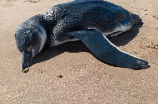 Un pingüino juvenil salió a la costa de Mar del Plata: advierten por cuadros de desnutrición