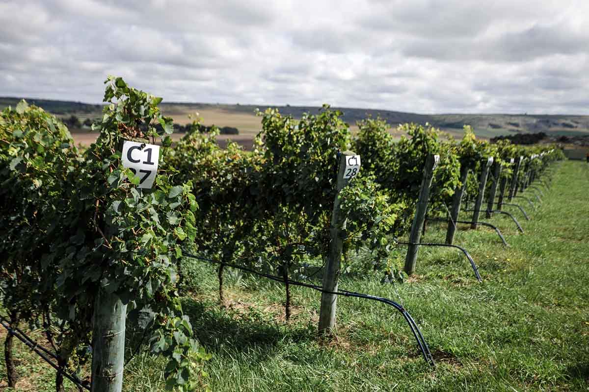 Crearon un programa para fomentar la vitivinicultura en General Pueyrredon