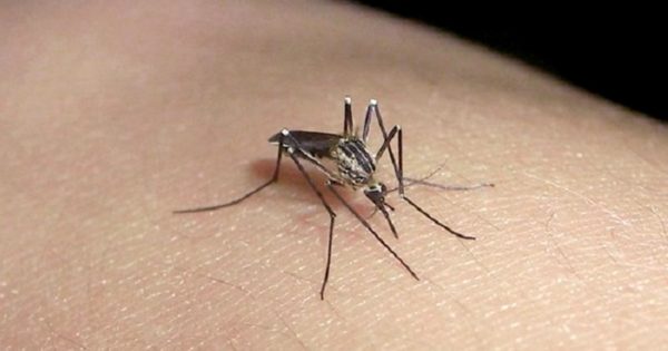 Dengue en Mar del Plata: qué se sabe de las vacunas y a cuánto se consiguen