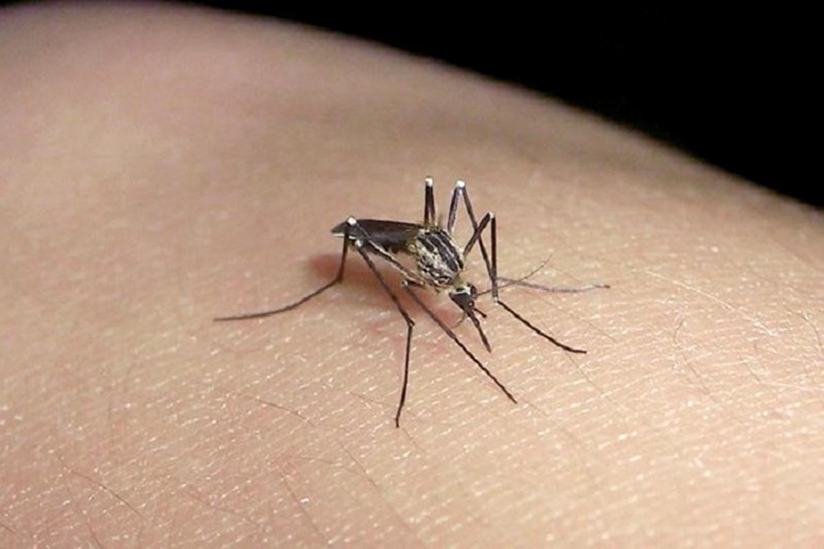 Dengue en Mar del Plata: qué se sabe de las vacunas y a cuánto se consiguen