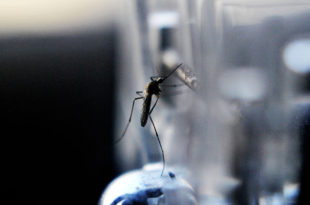 Confirmaron el primer caso autóctono de dengue en Mar del Plata