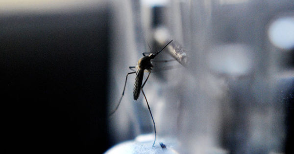 Confirmaron el primer caso autóctono de dengue en Mar del Plata