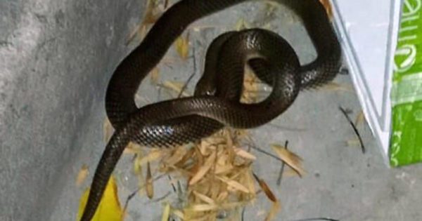 Encontraron una serpiente en pleno barrio Don Bosco
